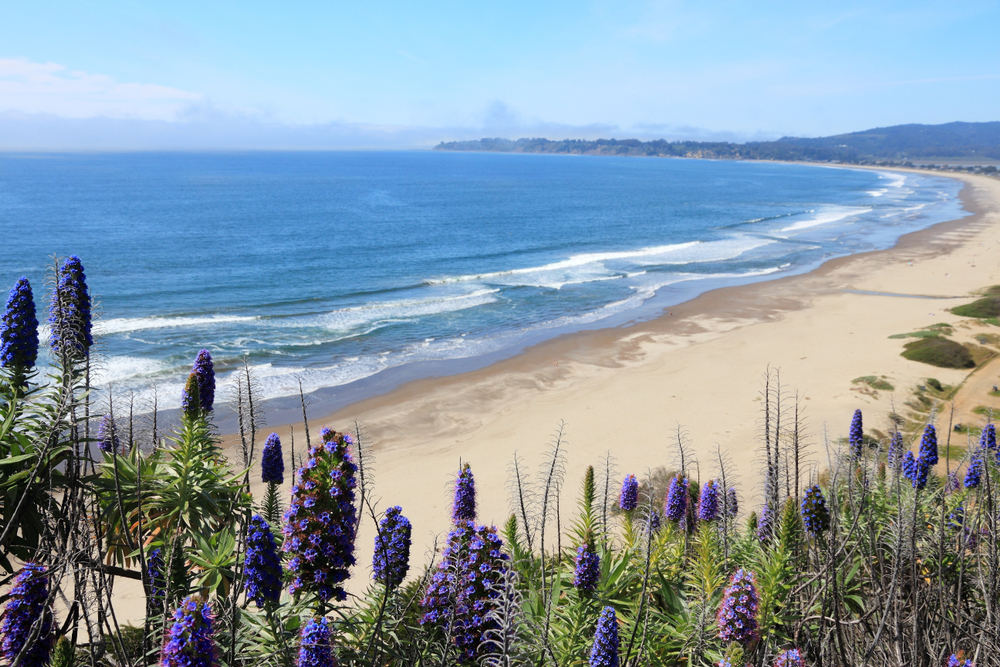 stinson beach flowers