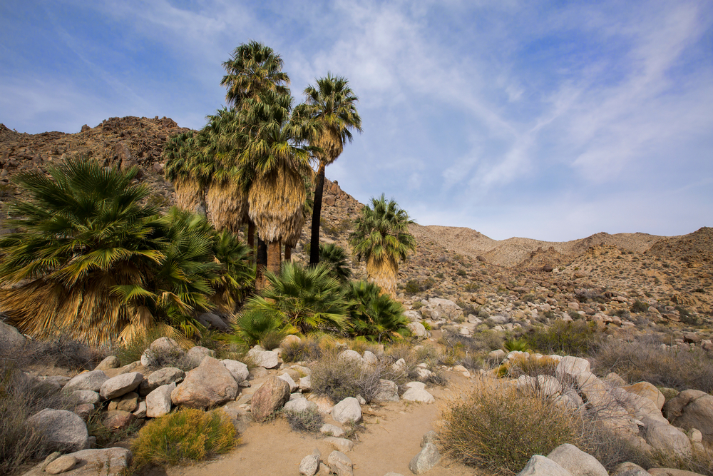 49 palms oasis trail