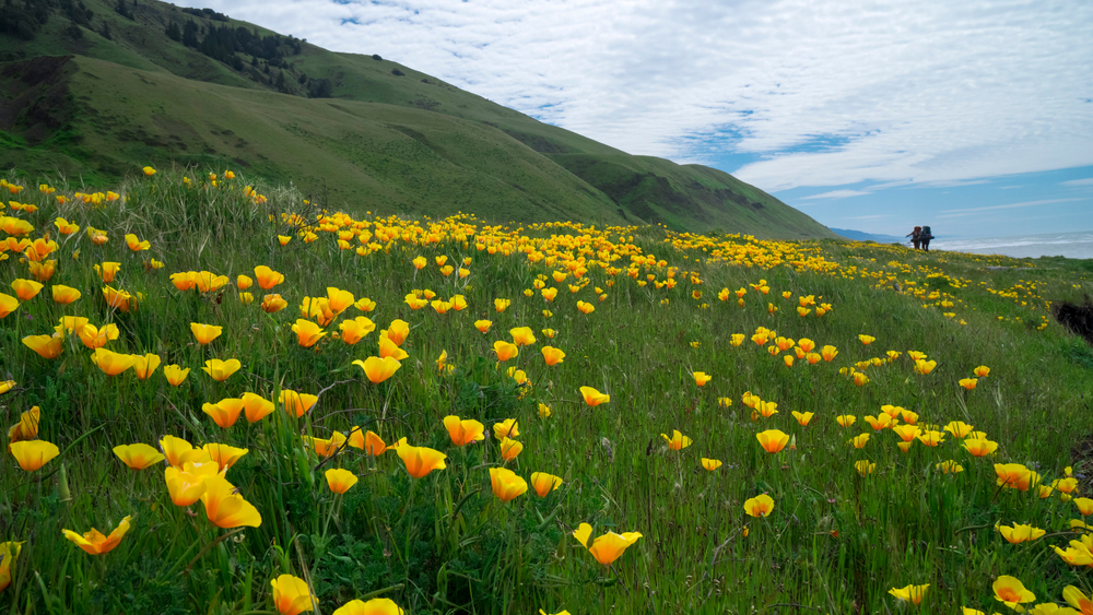 lost coast trail