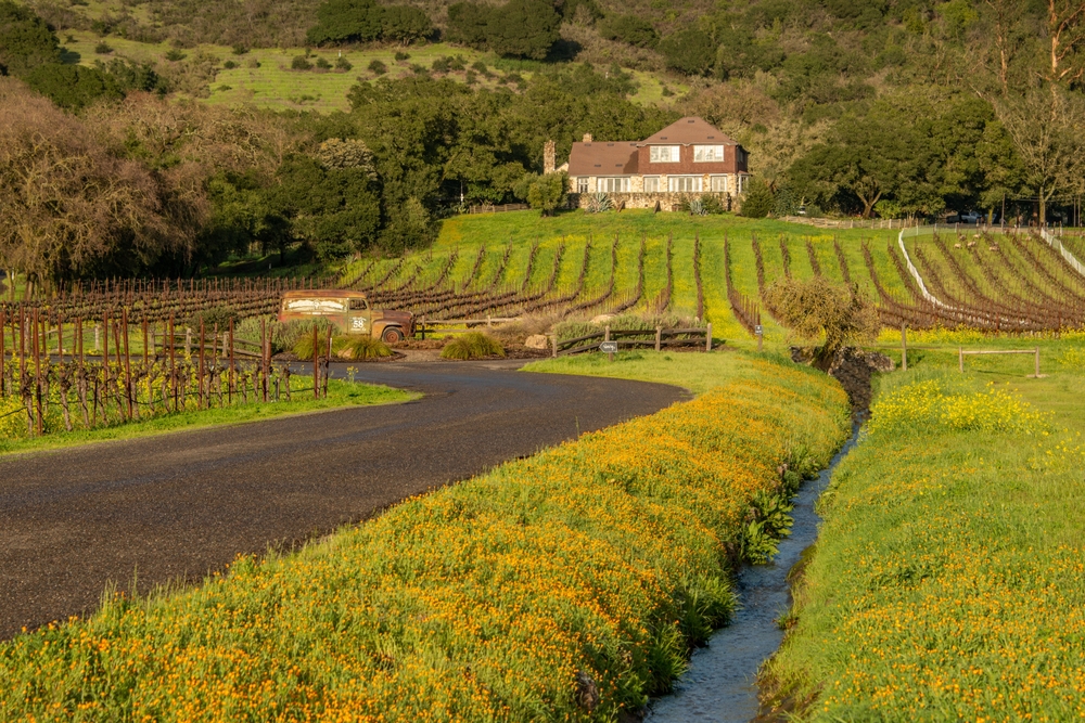 sonoma vineyard