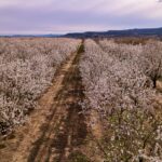 Living in Fresno, CA: An Honest 2026 Guide From a California Realtor