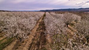 Living in Fresno, CA: An Honest 2026 Guide From a California Realtor